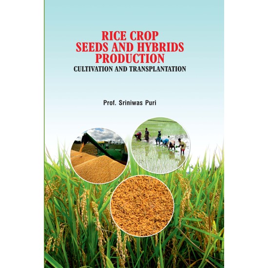 Rice, Crop Seeds and Hybrids Production : Cultivation and Transplantation 